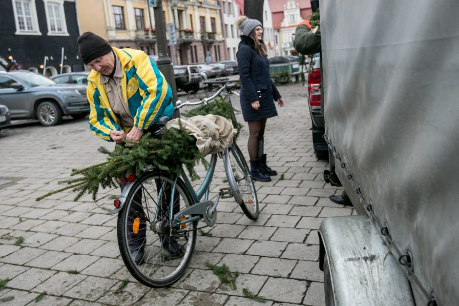 Į kauniečių namus iškeliavo tūkstančiai eglių šakų