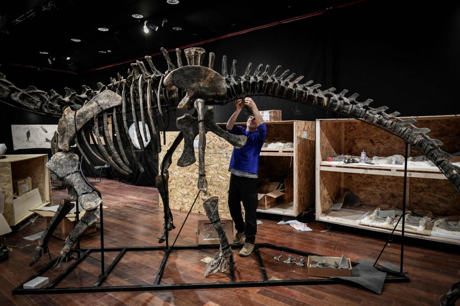 Aukcione parduoti dviejų dinozaurų skeletai – suplotos sumos šokiruoja