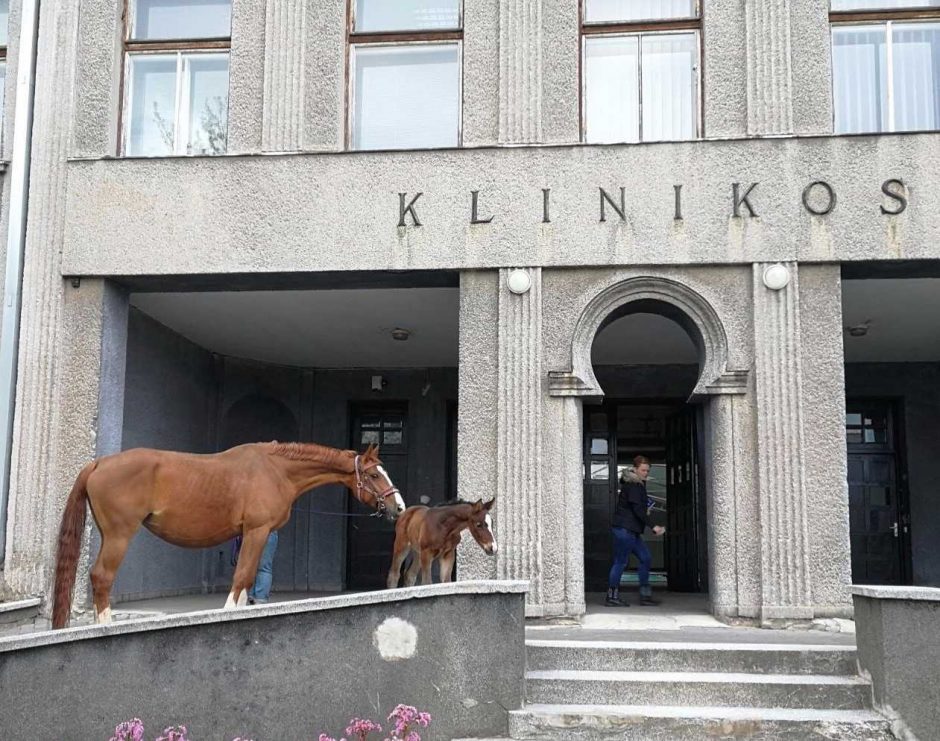 Į atnaujintą kliniką žirgus gabena ir iš kaimyninių šalių