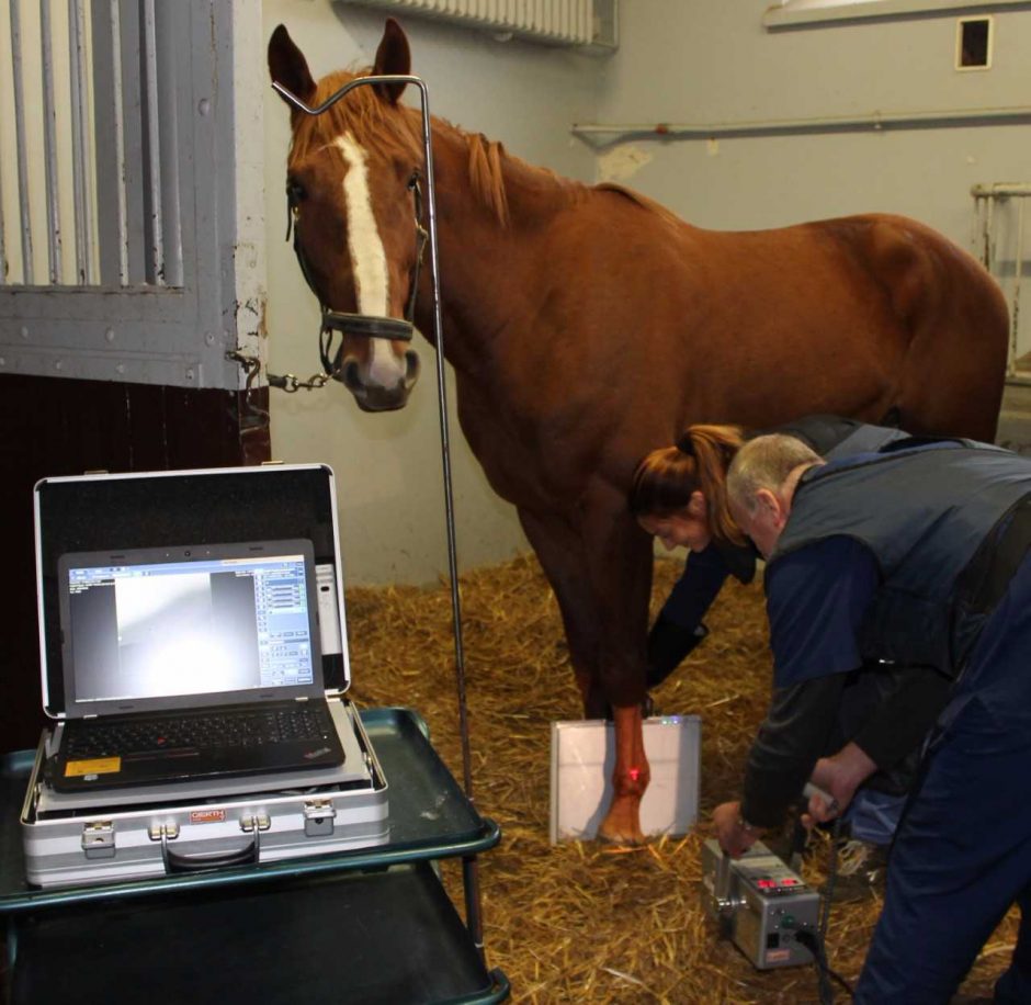 Į atnaujintą kliniką žirgus gabena ir iš kaimyninių šalių