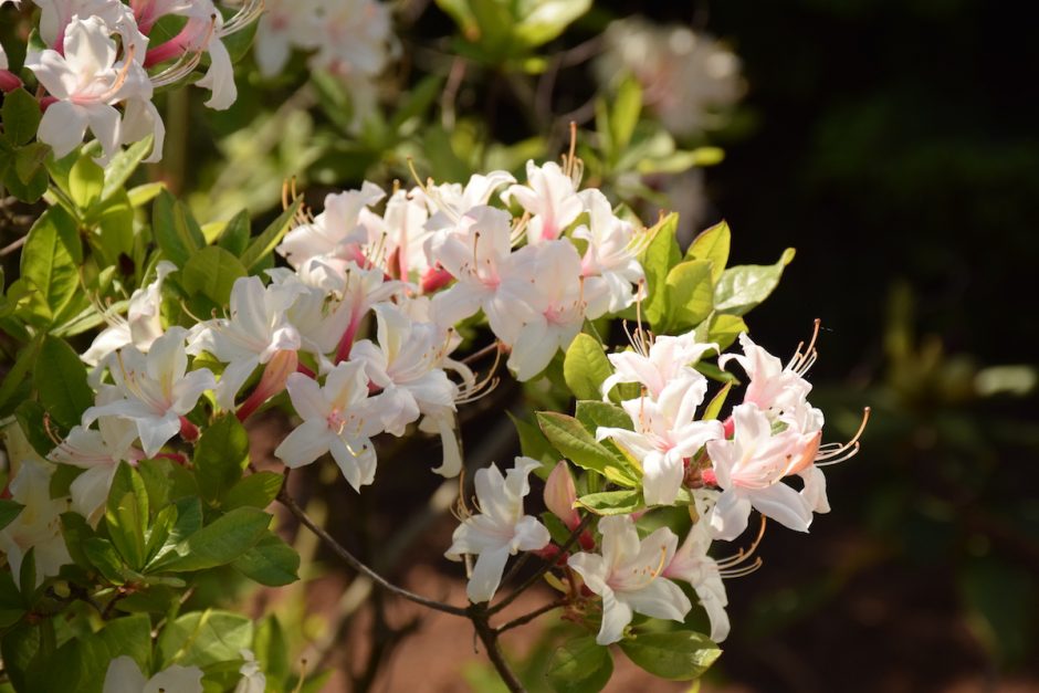 Botanikos sode pražydo rododendrai