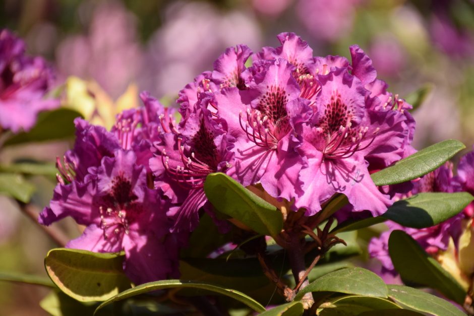 Botanikos sode pražydo rododendrai