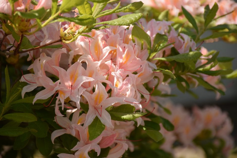 Botanikos sode pražydo rododendrai