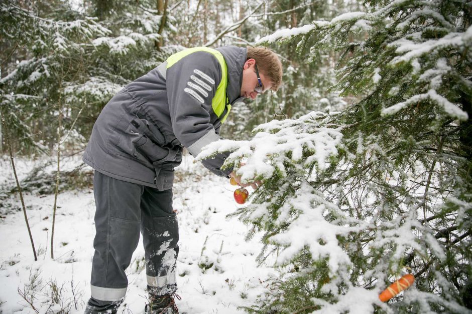 Lietuvos miškuose viena po kitos ėmė dygti šventinės eglutės