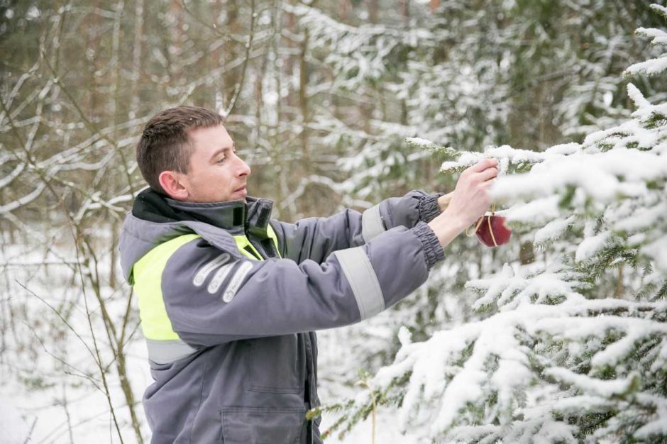 Lietuvos miškuose viena po kitos ėmė dygti šventinės eglutės