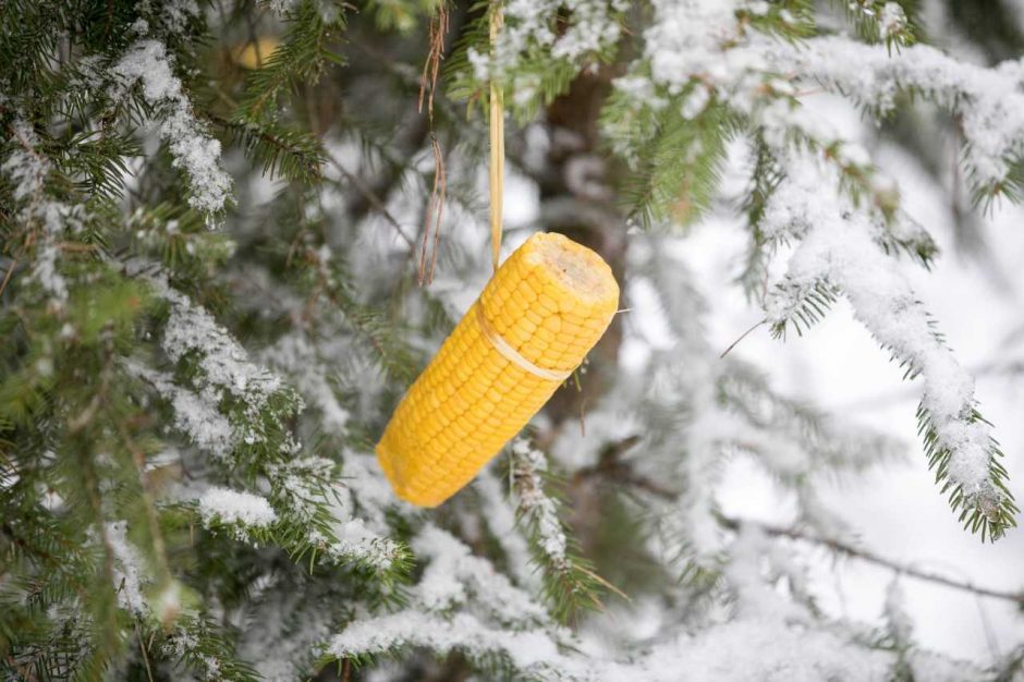 Lietuvos miškuose viena po kitos ėmė dygti šventinės eglutės