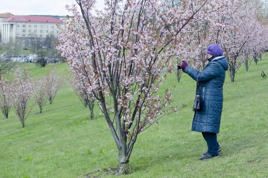 Vilniuje skleidžiasi pirmieji sakurų žiedai