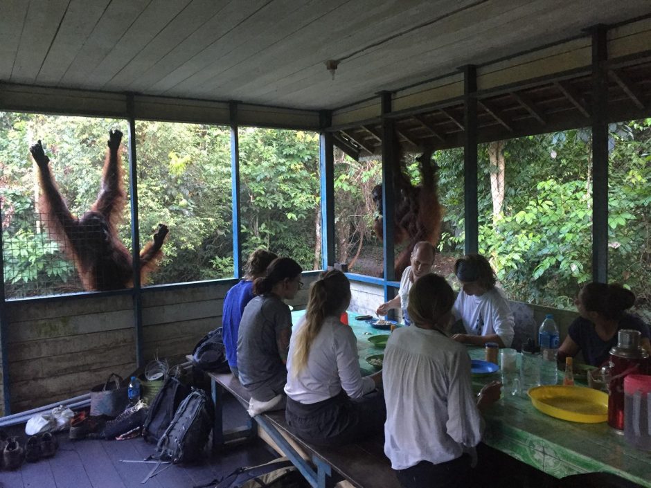 Trys savaitės pas Džiunglių karalienės miško žmones ir orangutanus