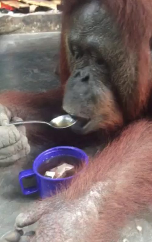 Trys savaitės pas Džiunglių karalienės miško žmones ir orangutanus