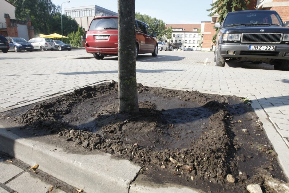 Po liūties Klaipėdoje – laistyti medžių