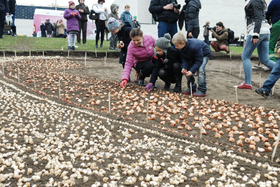 Iš Nyderlandų atkeliavusios tulpės pavasarį Vilniuje pražys Rožiniu kaspinu