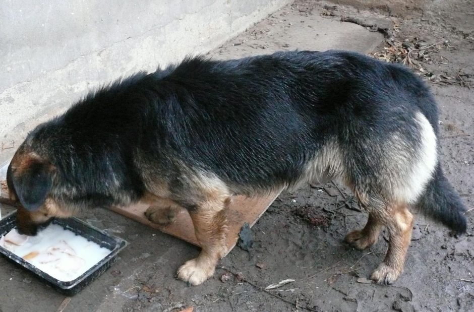 Garliavoje tris dienas šąla paliktas šuo