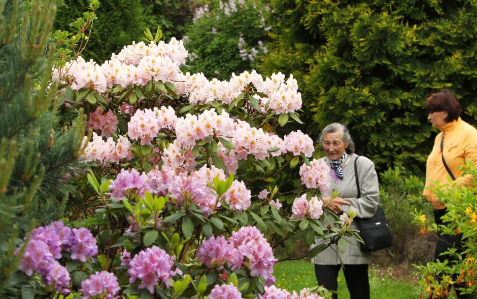 Botanikos sode – rododendrų viliotinis