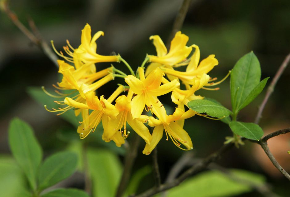 Botanikos sode – rododendrų viliotinis