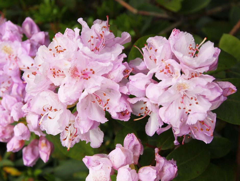 Botanikos sode – rododendrų viliotinis