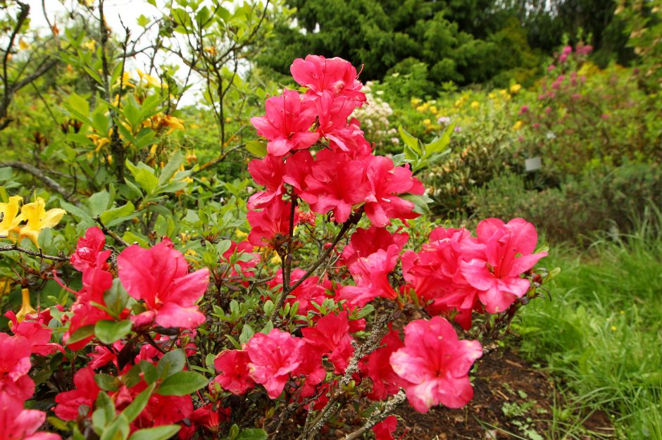 Botanikos sode – rododendrų viliotinis