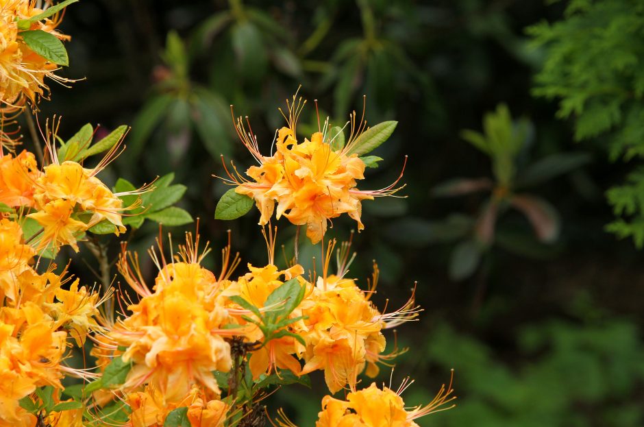 Botanikos sode – rododendrų viliotinis