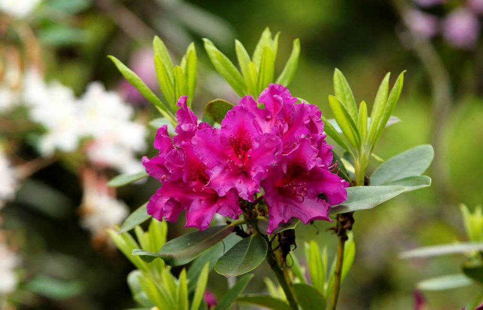 Botanikos sode – rododendrų viliotinis