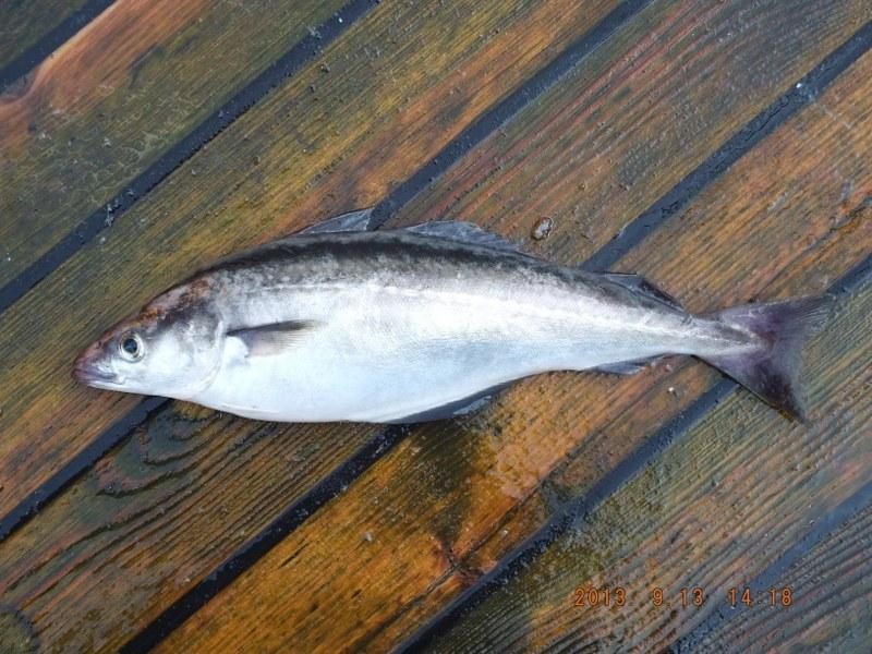 Užklydusios žuvys praskaidrina žvejų kasdienybę