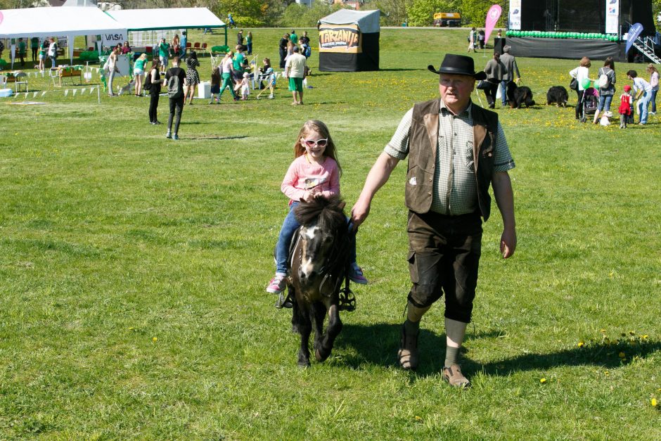 Santakos parke rinkosi šunys, poniai, alpakos