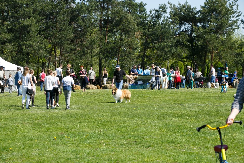 Santakos parke rinkosi šunys, poniai, alpakos