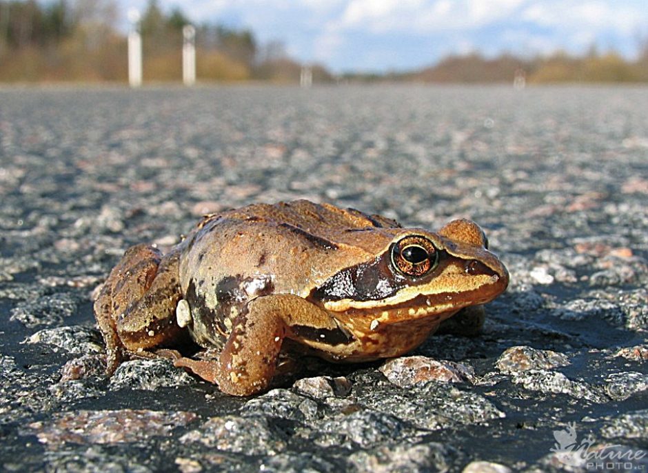 Vilniuje įrengta pirma požeminė perėja varliagyviams