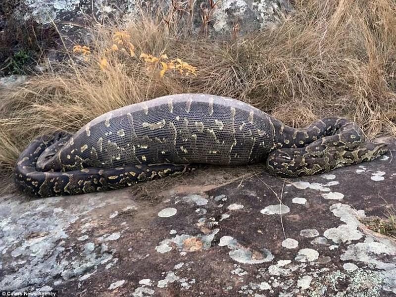 Godų pitoną pražudė 13 kg svėrusi dygliakiaulė