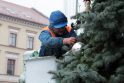 Ruošiasi: pajūrio miestai puošia egles, kabina instaliacijas ir laukia švenčių maratono starto.