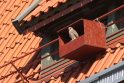 Įsikūrė: į Lietuvos raudonąją knygą įrašyti pelėsakaliai mėgsta žmonių kaimynystę – Klaipėdoje kasmet peri 10–17 šių paukščių porų.