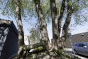 Šedevras: Klaipėdoje du medžiai, natūraliai susijungę &quot;tiltu&quot;, tapo savotišku gamtos meno kūriniu.