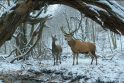 „Apie kūną ir sielą“