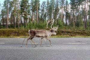 Trečdalis gegužę fiksuotų avarijų įvyko dėl susidūrimų su gyvūnais: nelaimių skaičius auga kasmet