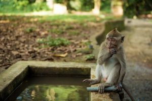 Per karščio bangą Indijoje šulinyje prigėrė ištroškusios beždžionės