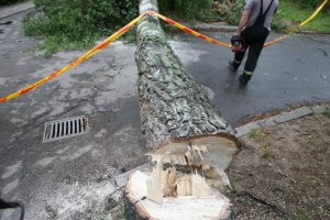 Ugniagesiai 214 kartų vyko šalinti nuvirtusių medžių, tūkstančiai žmonių liko be elektros