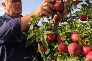 Klaipėdos „Akropolio“ ūkininkų turgelyje darbėniškis prekiauja 70 skirtingų veislių obuoliais