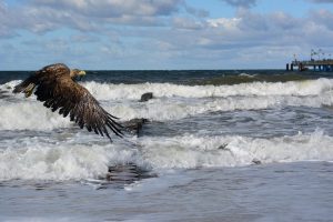 VSTT atsako vėjo parkų vystytojams – erelius rėksnius būtina saugoti