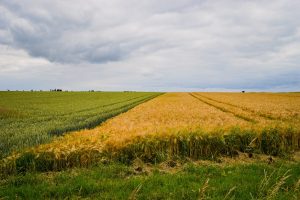 ŽŪM laikinai stabdo reikalavimą atkurti daugiametes pievas