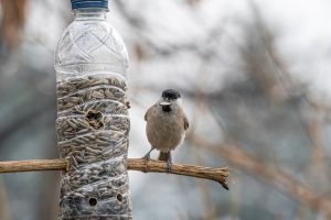 Gėrimų pakuočių virsmas: nuo buityje naudingų daiktų iki meno kūrinių