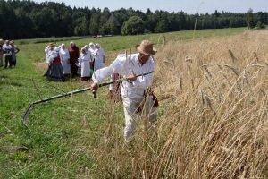 Nemuno deltos regioniniame parke – šienpjovių čempionatas