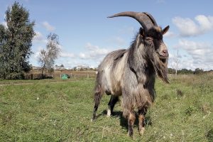 Endriejavo bendruomenė Ožio dieną kvies žiemą