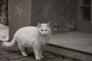 Prašė padėti katinui: įkišo galvą į ėdalo skardinę ir nebeištraukia