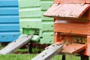 Rokiškio rajone apvogtas ūkis: dingo bičių aviliai