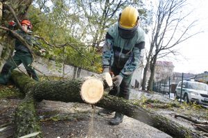 Nervų karas tęsiasi: dėl virtusio medžio – išlaidos ir nusivylimas