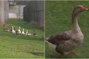 Kalėjimo prižiūrėtojos – žąsys: ekonomiškiau už šunis?