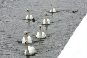 Orai: lietus tirpins sniegą