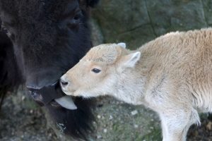 Kas lemia baltą spalvą?