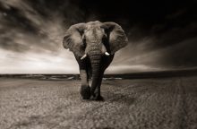 Pietų Afrikoje dramblys mirtinai sutrypė ispanų turistą