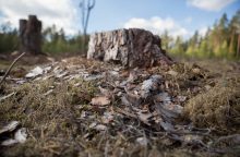 Šalčininkų rajone dėl žievėgraužio tipografo pažeistų miškų skelbiama stichinė nelaimė