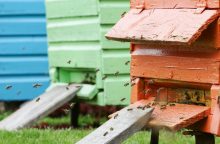 Rokiškio rajone apvogtas ūkis: dingo bičių aviliai