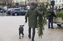 Miškininkai gyventojams dalins eglių ir pušų šakas